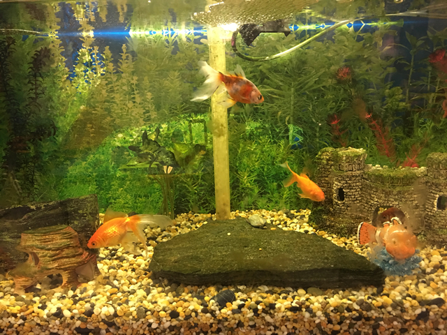 The goldfish tank with Princess, Goldilocks, Ginger and Spot.